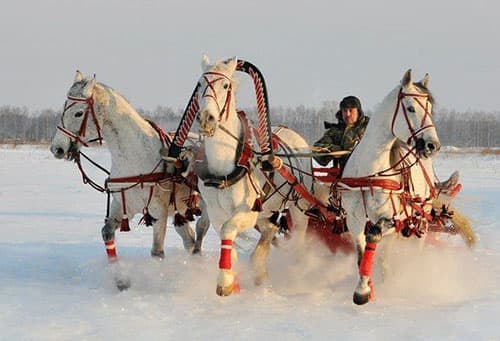 Тройка лошадей
